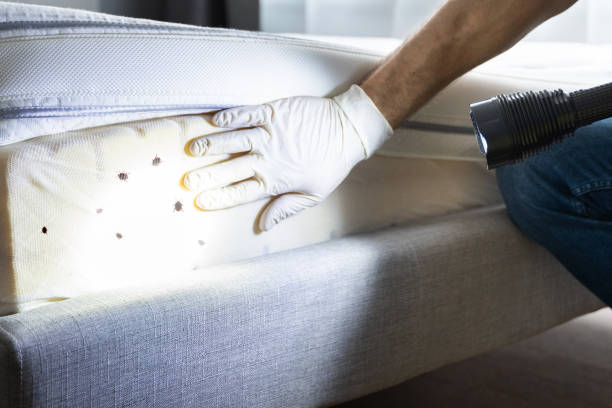 Best Ant Control Services  in Merrill, IA